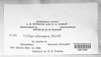 Ustilago sphaerogena image